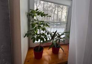 Дом 50м&sup2;, 1-этажный, на длительный срок, 