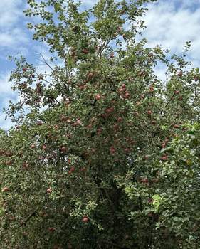 Дом 135м², 1-этажный, участок 5 сот.  