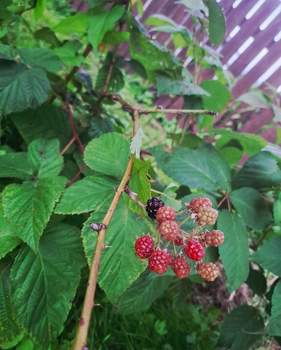 Дом 49м², 2-этажный, участок 8 сот.  